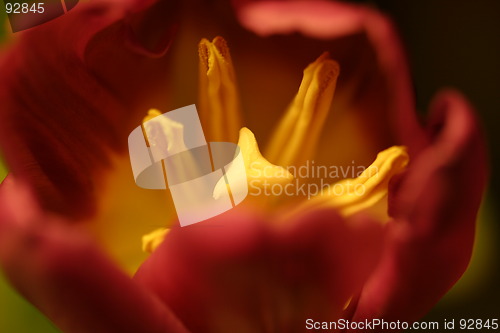 Image of Flower