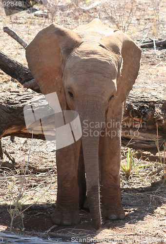 Image of Baby elephant