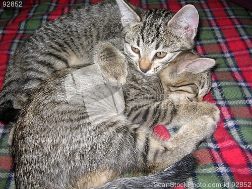 Image of Cat Love