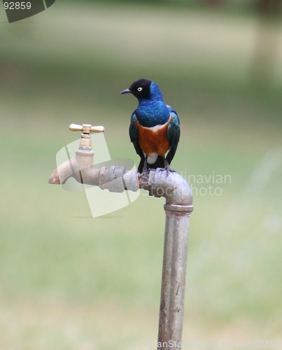 Image of SUPERB STARLING