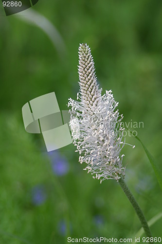 Image of Hoary plantain