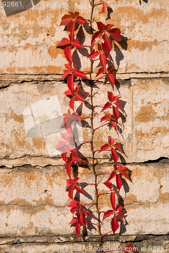 Image of Virginia creeper