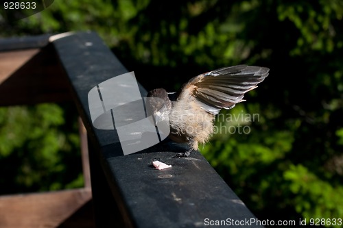 Image of Siberian jay