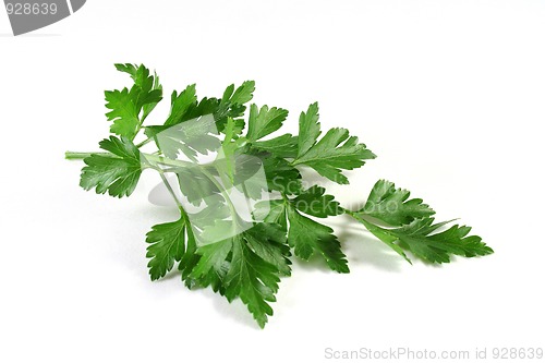 Image of Lovage