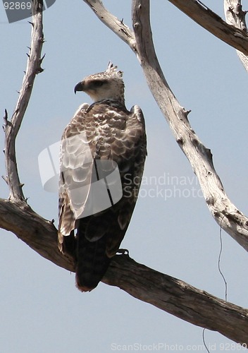 Image of CROWNED EAGLE