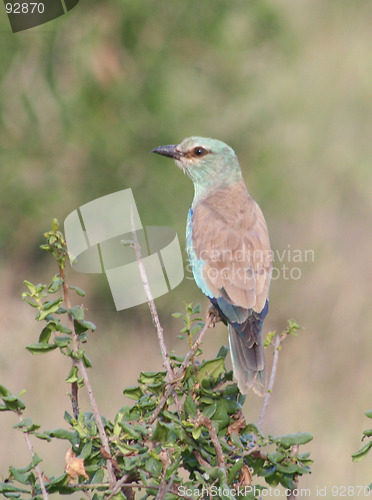 Image of EURASIAN ROLLER