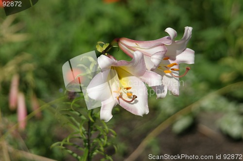 Image of White lily