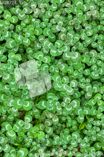 Image of clover