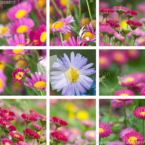 Image of daisy