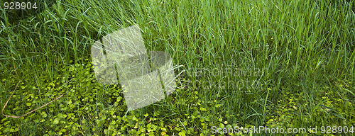 Image of plant