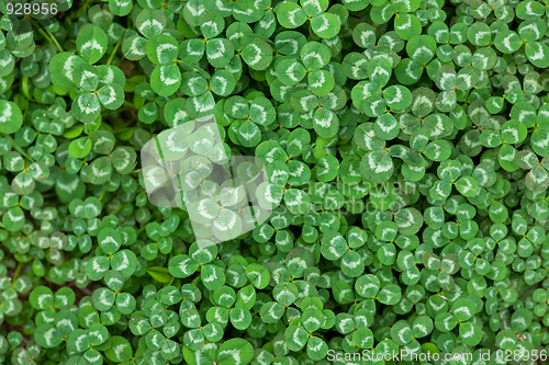 Image of clover