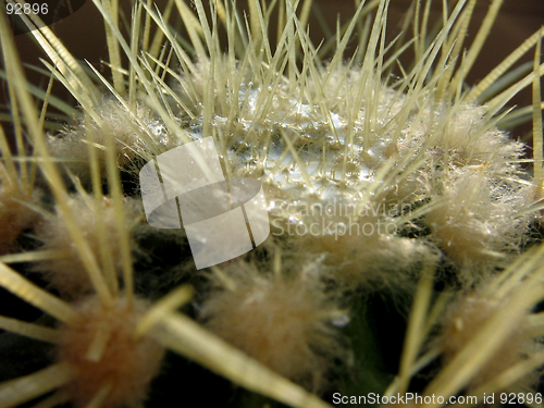 Image of The lake on a cactus