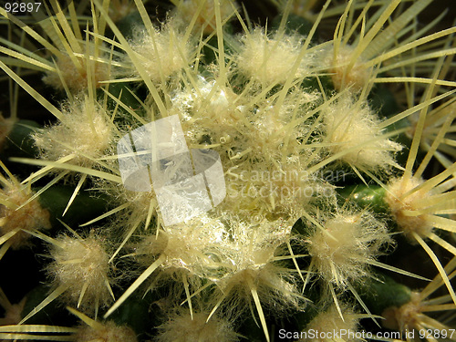 Image of Silver thread  on a cactus