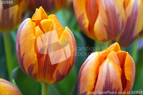 Image of tulips