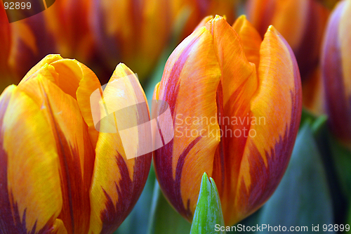 Image of tulips