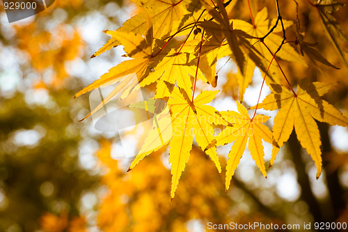 Image of maple leaf
