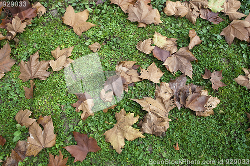 Image of autumn leaf