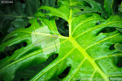Image of leaf