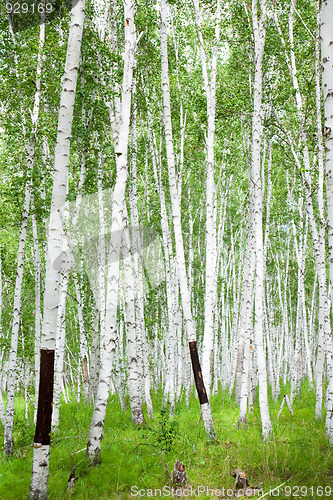 Image of birch