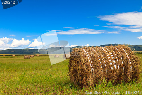 Image of meadow of Inner Mongolia 