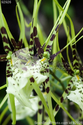 Image of Spider Orchid