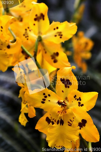 Image of Odontoglossum, Orchid