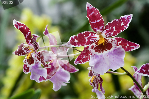 Image of Odontoglossum, Orchid