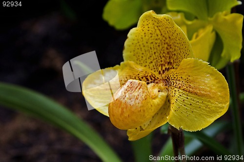 Image of Lady's-slipper, Orchid