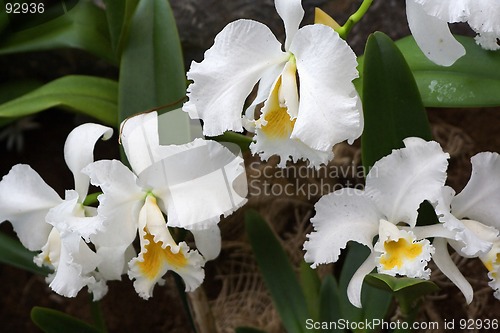 Image of Cattleya, Orchid