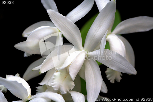 Image of Cattleya, Orchid