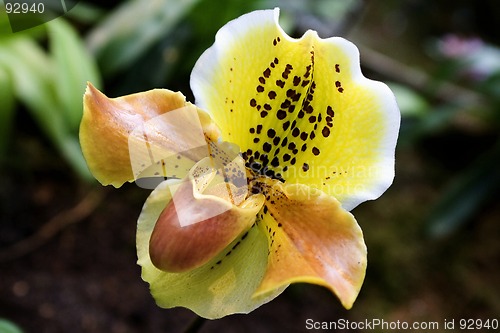 Image of Lady's-slipper, Orchid