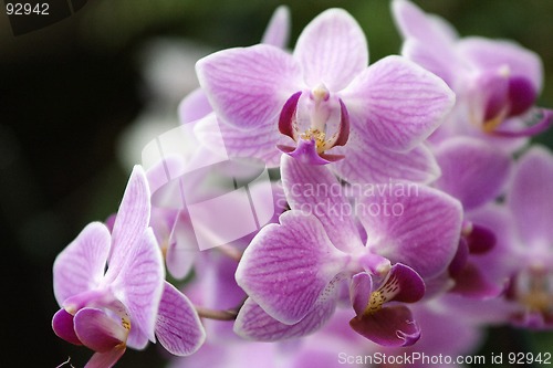 Image of Phalaenopsis, Orchid