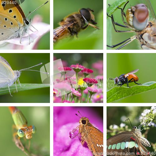 Image of insects collection