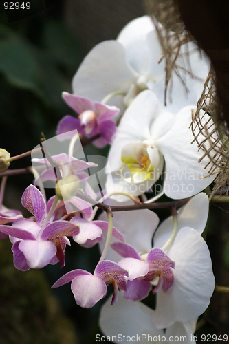 Image of Phalaenopsis, Orchid