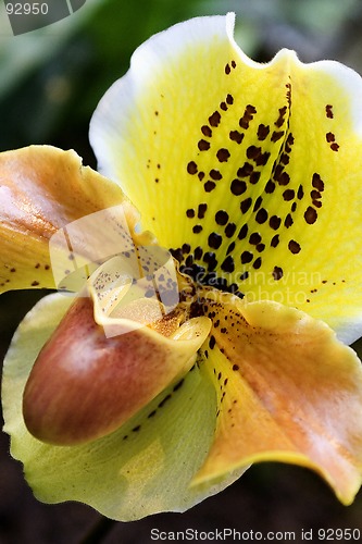 Image of Lady's-slipper, Orchid