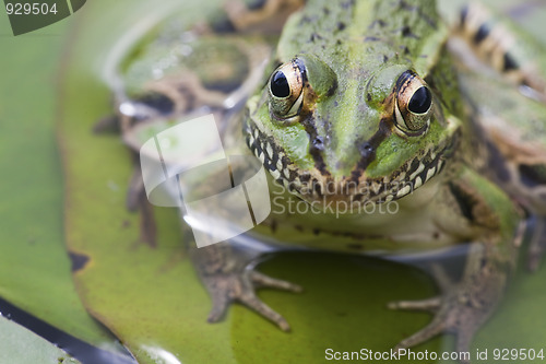 Image of frog