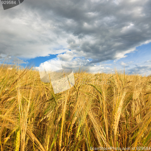 Image of Wheaten field