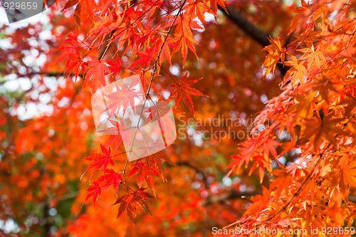 Image of maple leaf