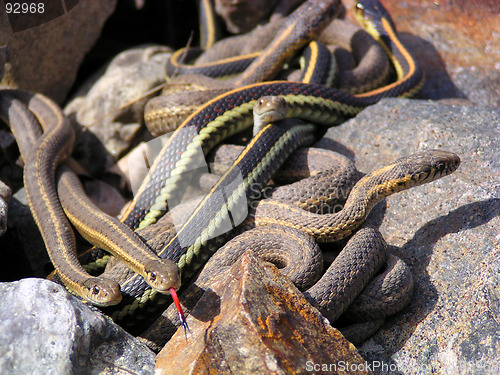Image of garter snakes, with old and new skin