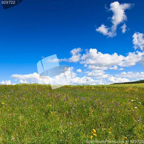 Image of scene of the meadow