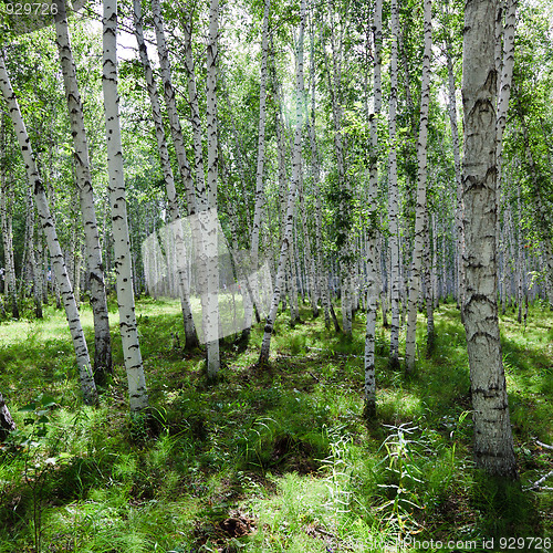 Image of birch