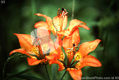 Image of Tiger Lilies