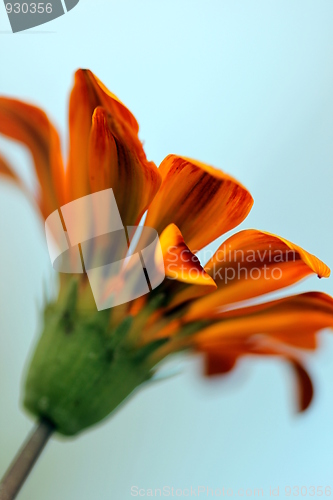 Image of gazania