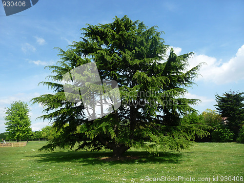 Image of Tree In Clayhall Park 