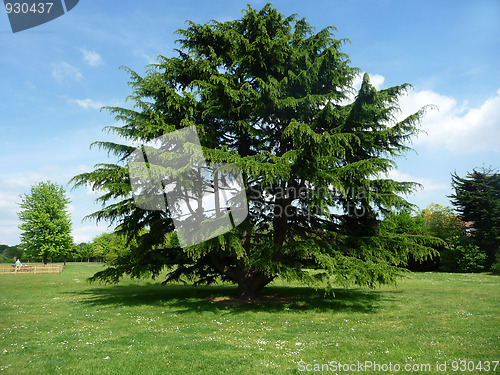 Image of Tree In Clayhall Park 