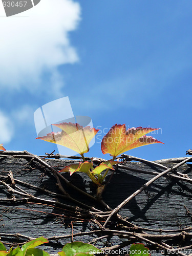 Image of Vine Growing On Wood