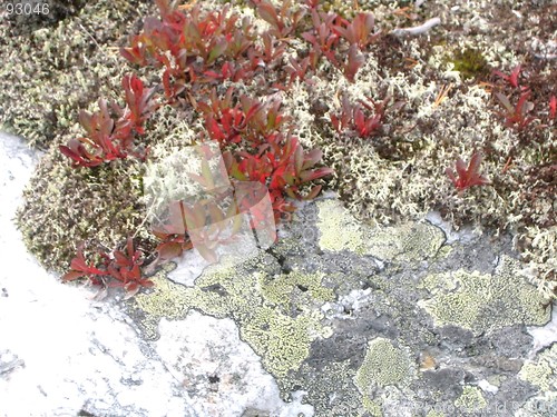 Image of Rock with moss