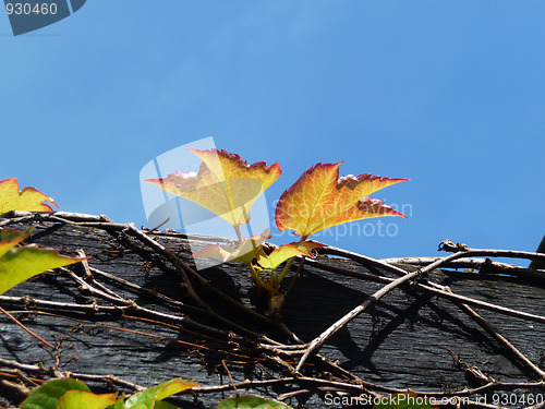 Image of Vine Growing On Wood