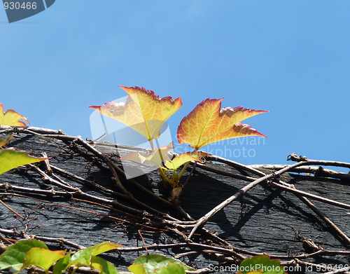 Image of Vine Growing On Wood