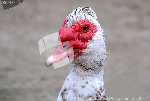 Image of Muscovy Duck' Head